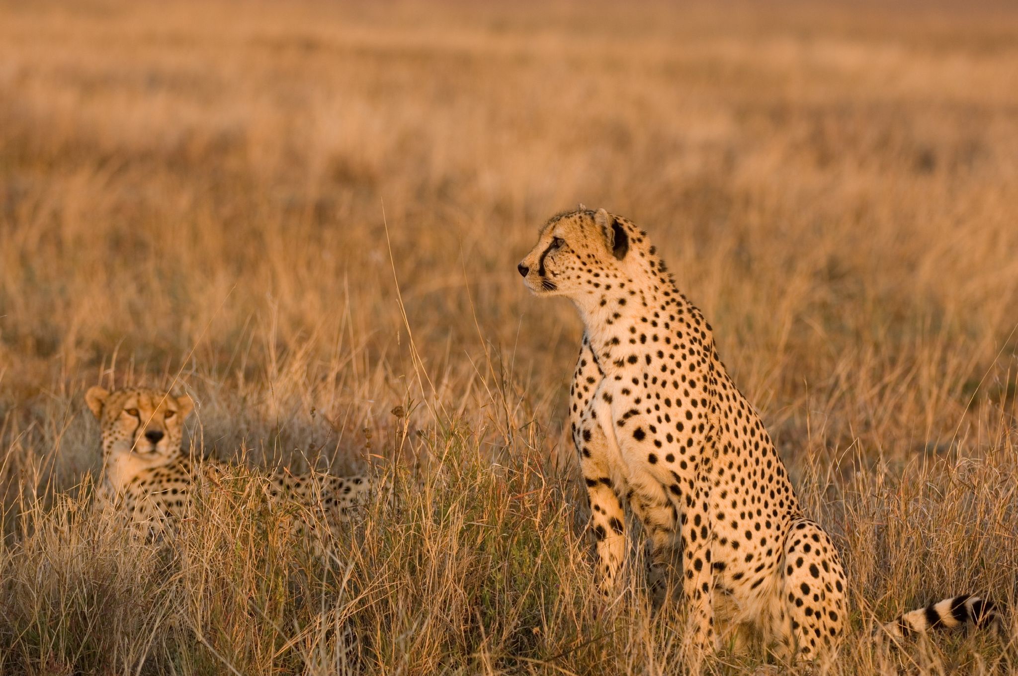 Tanzania Classic Safari