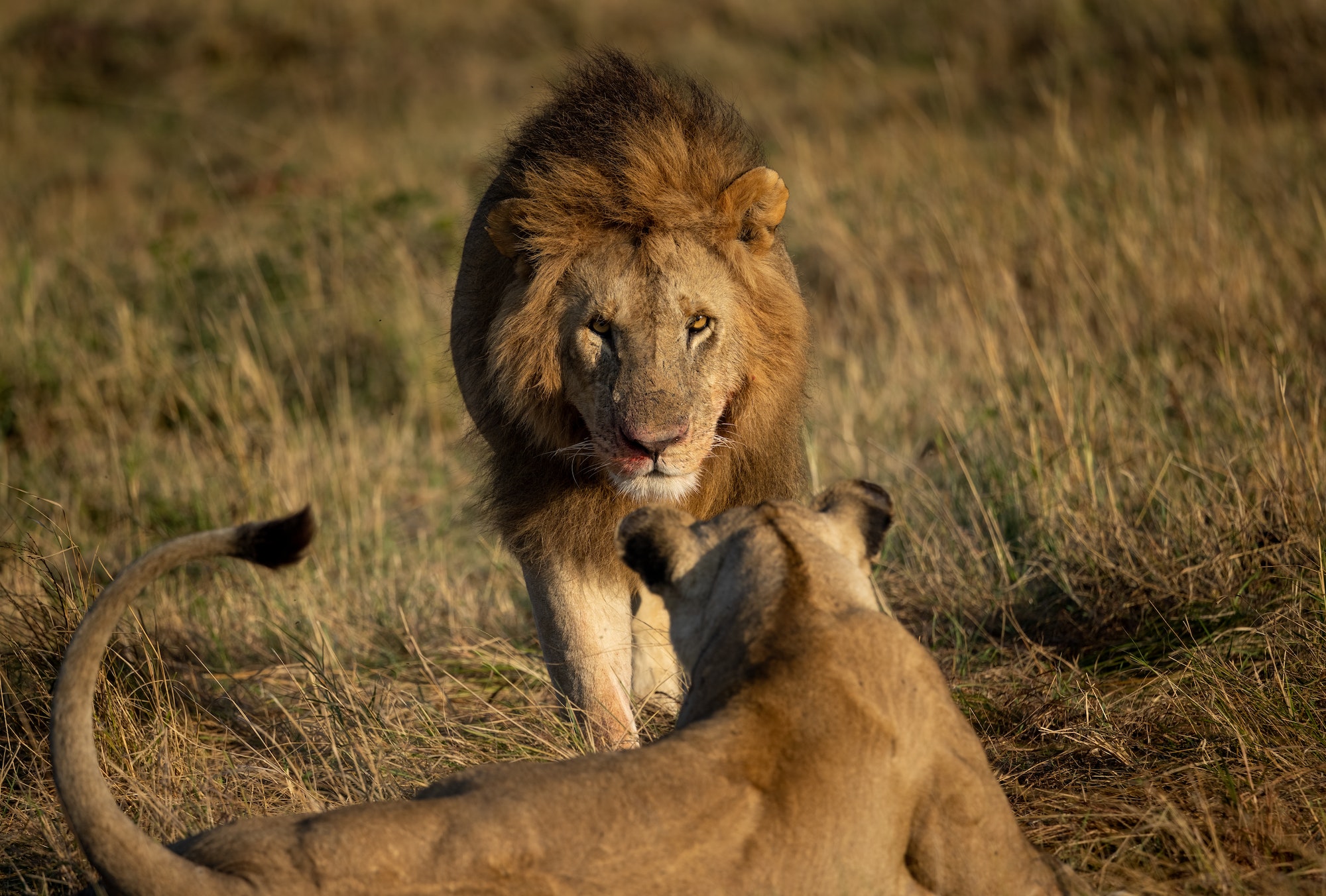 A Lion in Africa