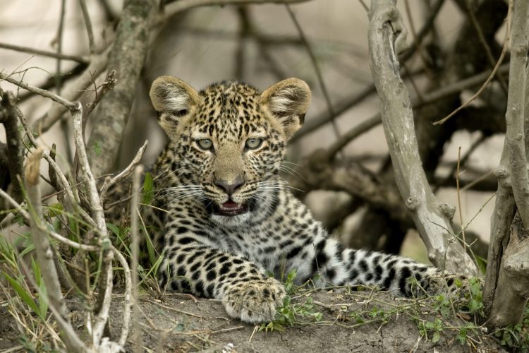 Close-up of a leopard, Serengeti National Park, Serengeti, Tanzania, Africa
