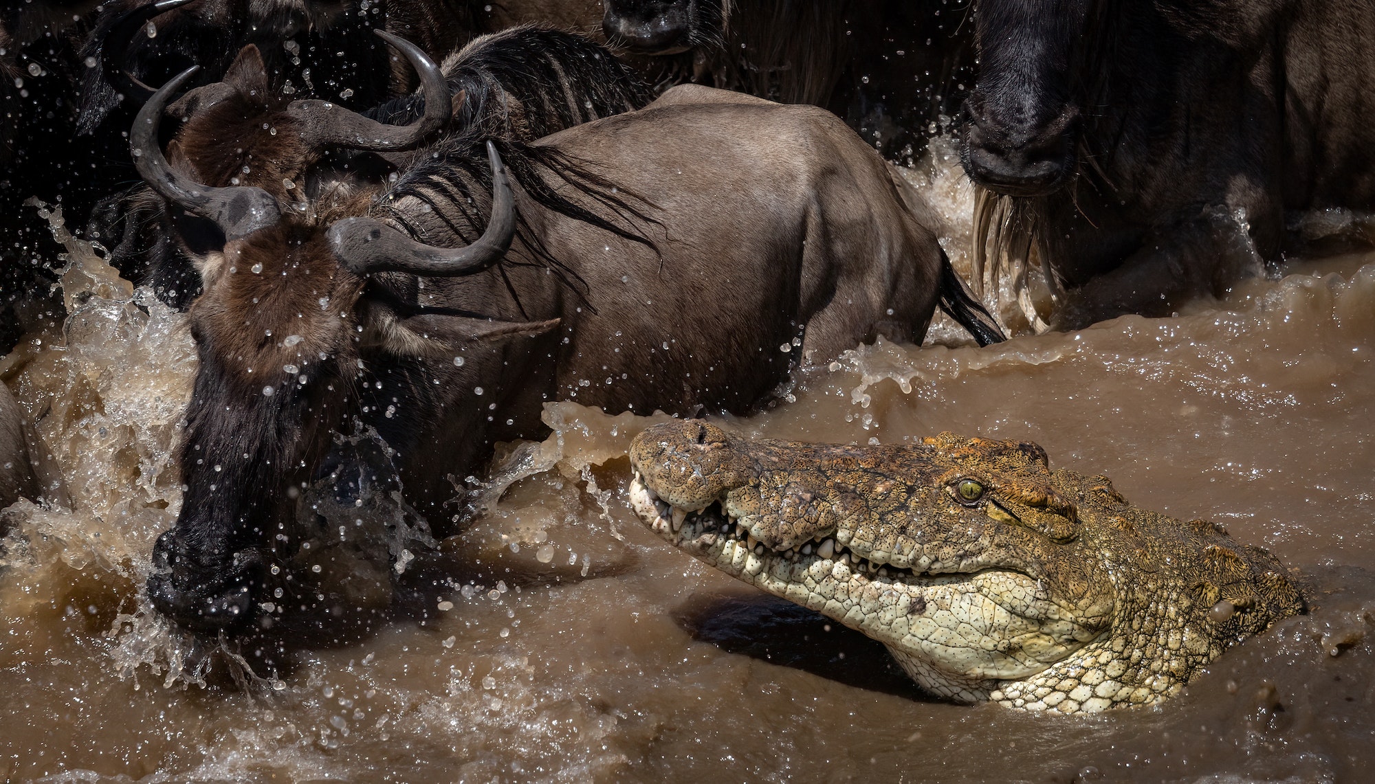 Crocodile Chasing Wildebeest in Africa
