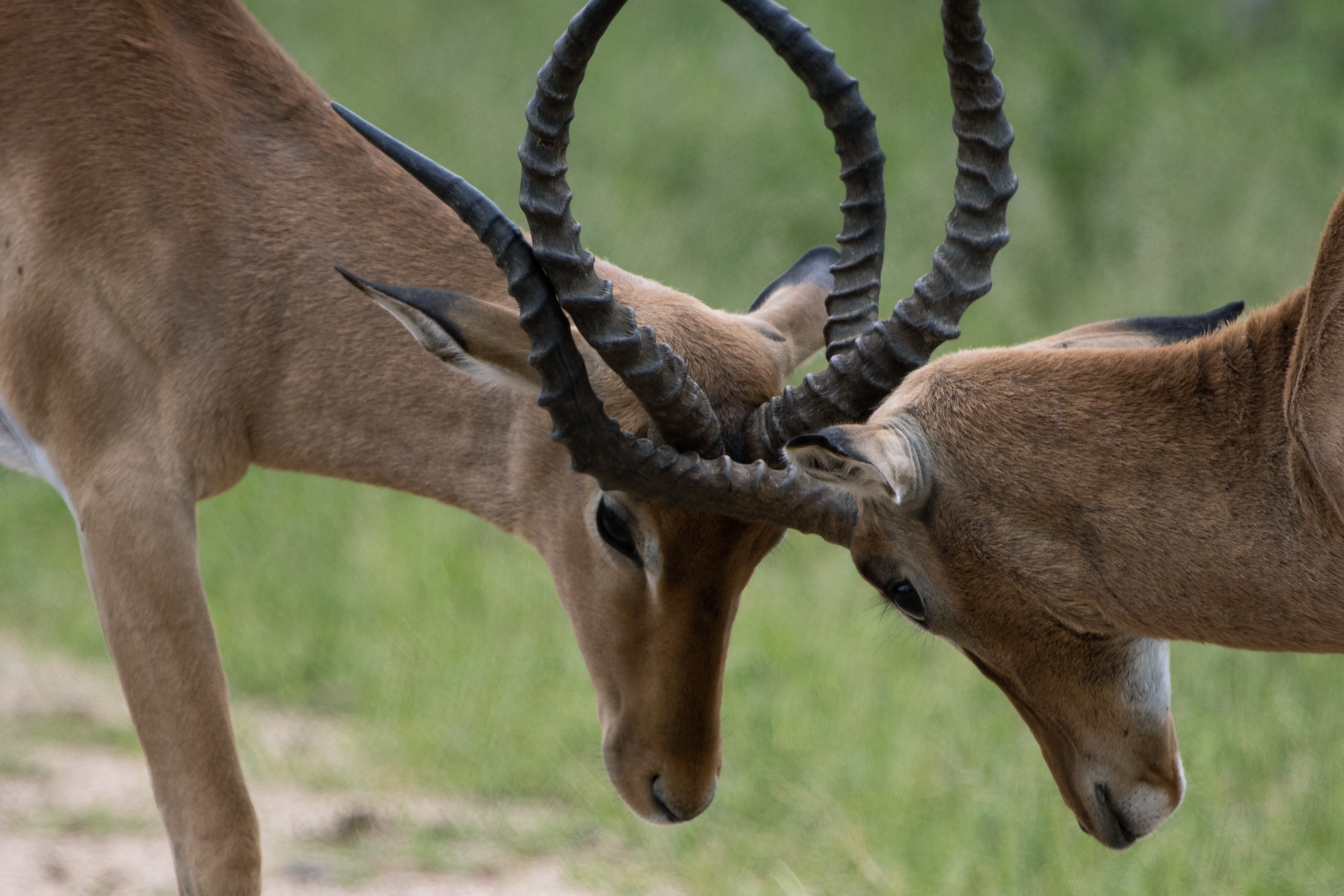 Fighting impala’s/ deer relaxing in the Kruger National safari park in South Africa