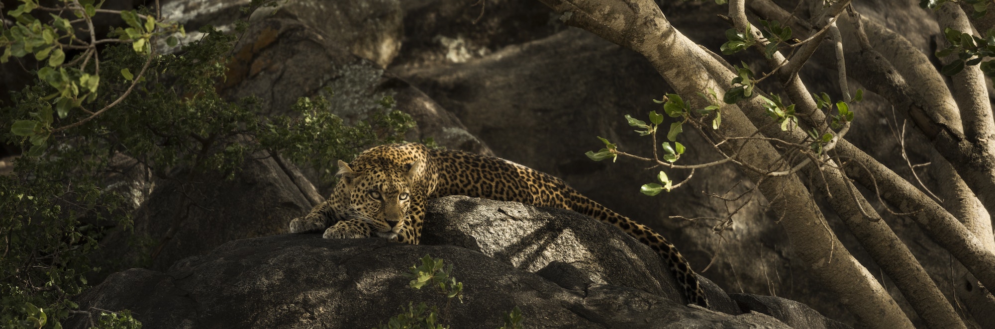 Leopard resting on rock, Serengeti, Tanzania, Africa