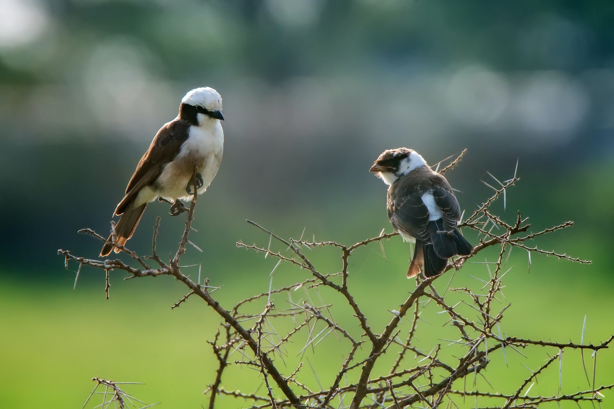 Northern White-crowned Shrike or Eurocephalus ruppelli in Seregeti